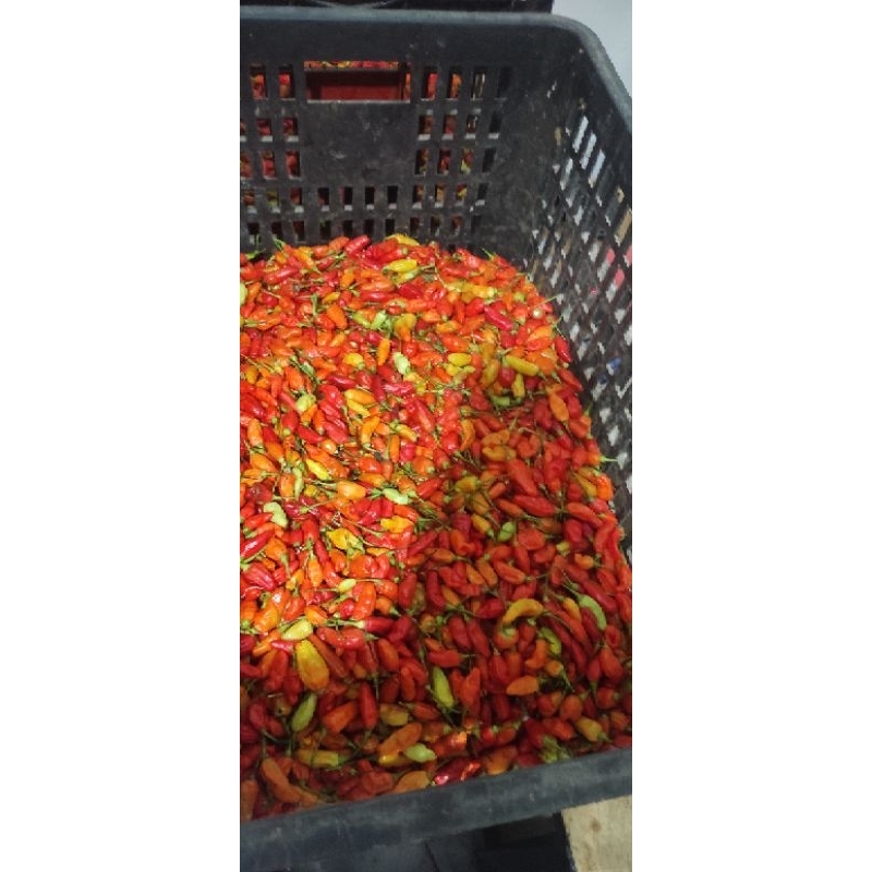 

Cabe Rawit Merah fresh 500gr