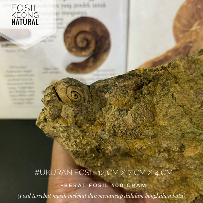 Bongkahan Fosil Keong Natural B96 atau Fossil Gastropoda atau Fosil Kol Buntet Alam atau Fosil Temua
