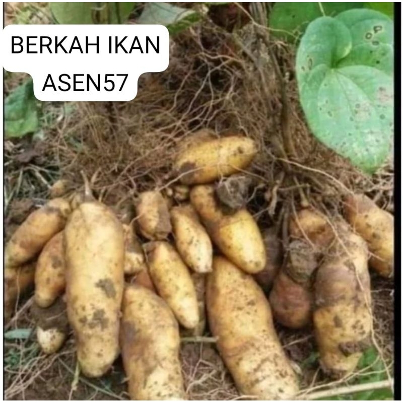 

GEMBILI/UBI GEMBILI mbili mentah fres 1kg