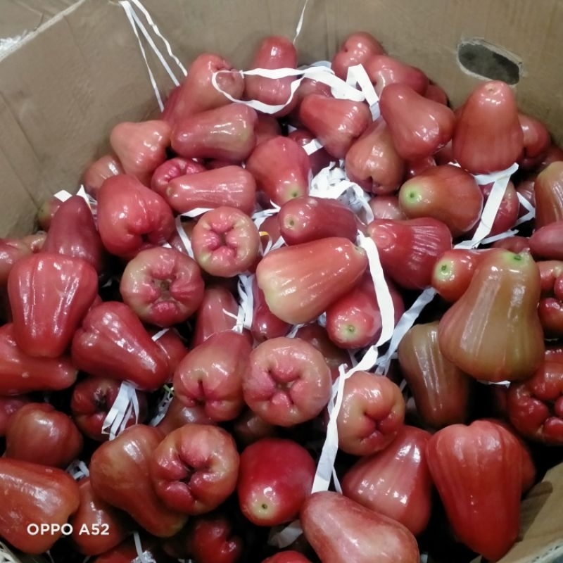 

jambu citra grade A 1kg