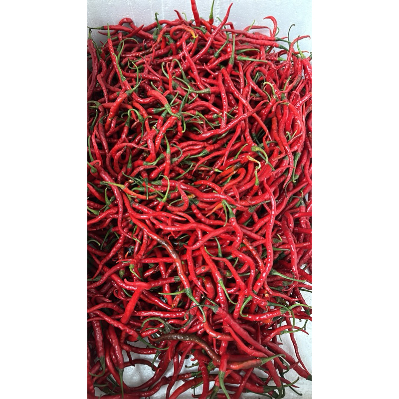 

cabe keriting 250