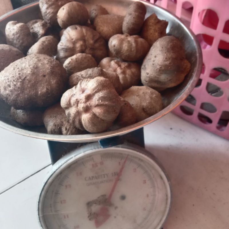 Bibit Porang Katak murah tapi super 1 kg isi 200 sampai 400 biji