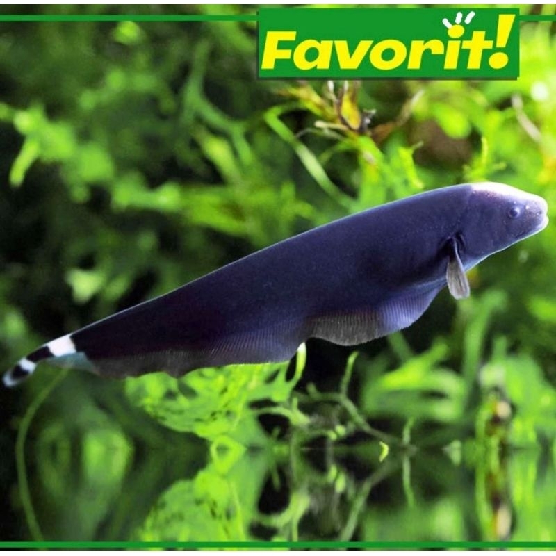 Black Ghost Ikan Hias Bulu Ayam Hiasan Aquarium Tanaman Air Aquascape