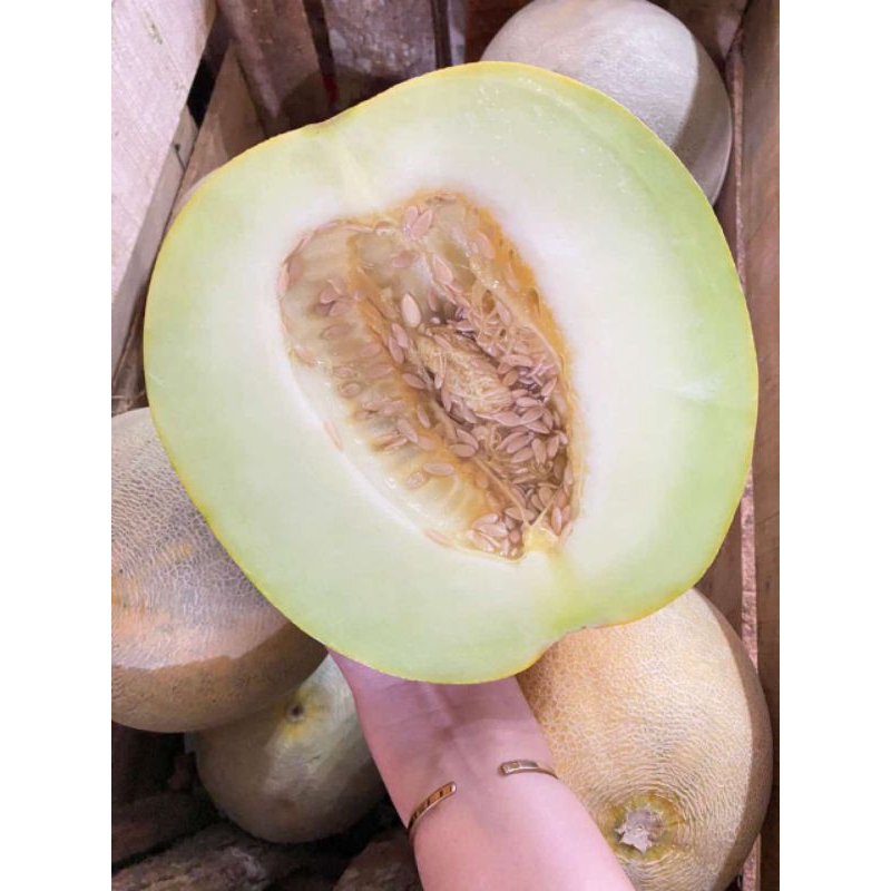 

melon madu ngawi