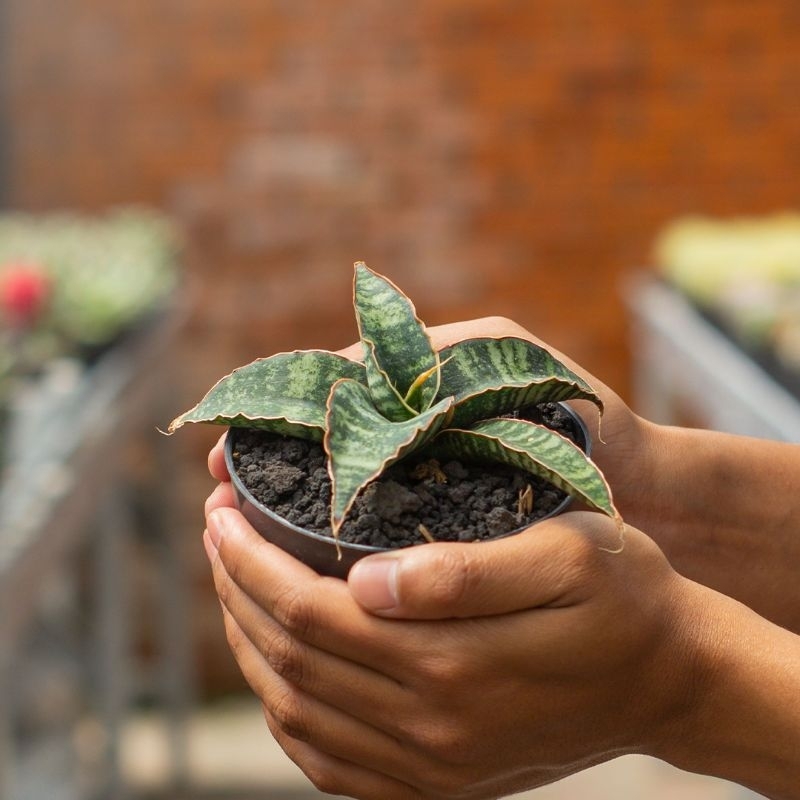 SANSEVIERIA FISCHERI ( POT 10 CM )