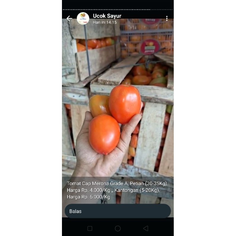 

Tomat Buah