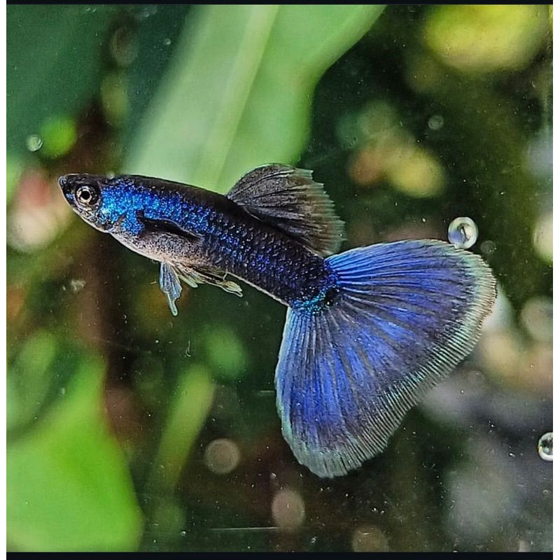stiker ikan guppy blue moscow