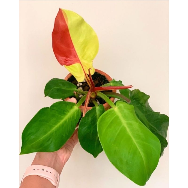Philodendron RED MOON-Tanaman Hias Cantik Red Moon