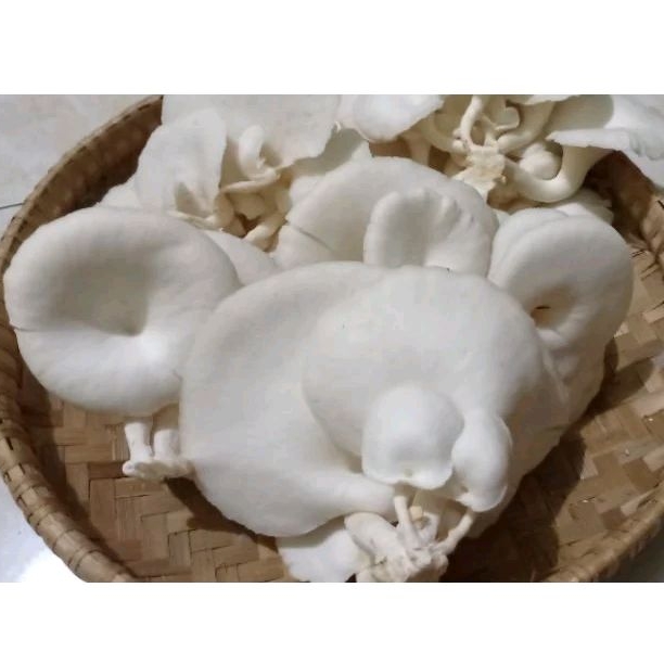 

Jamur Tiram Segar dan Gemoy 250 Gram