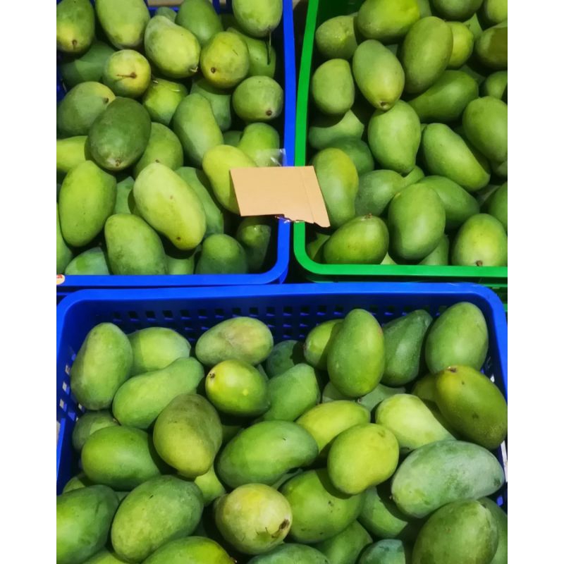 

Mangga Putar Gadung Klonal 21 Asli Rembang (Mangga Putar Pasuruan)