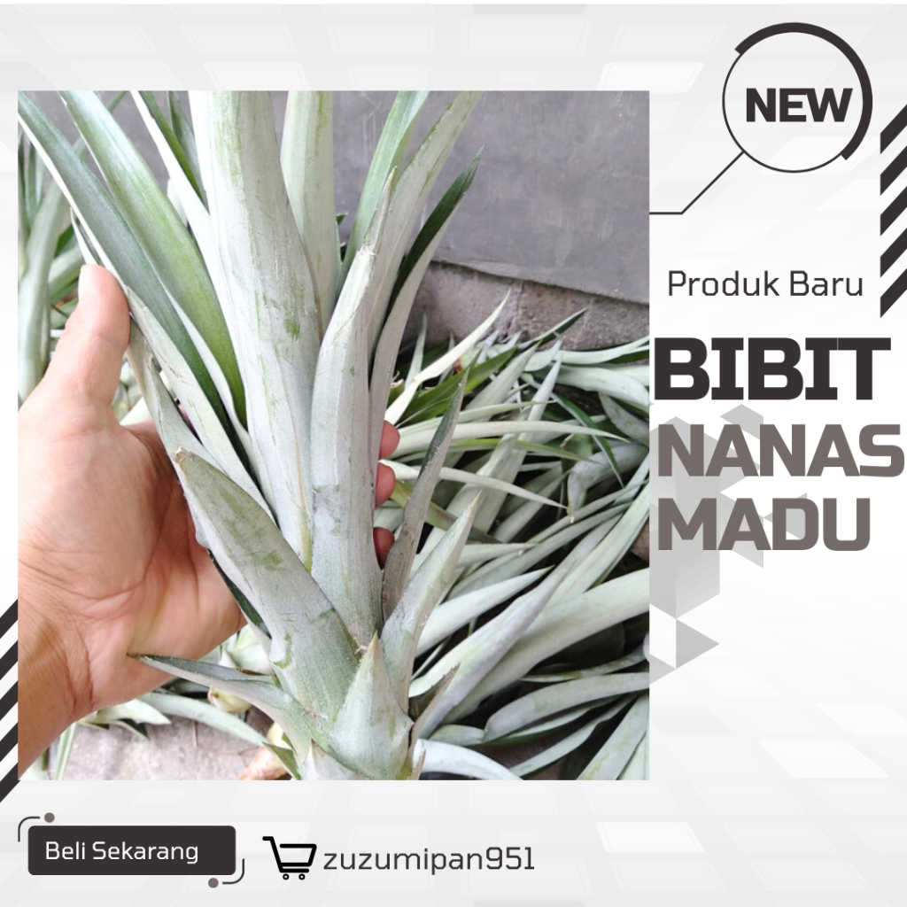 Bibit Nanas Madu Jumbo Premium - Tanpa Duri||nanas madu nanas lokal