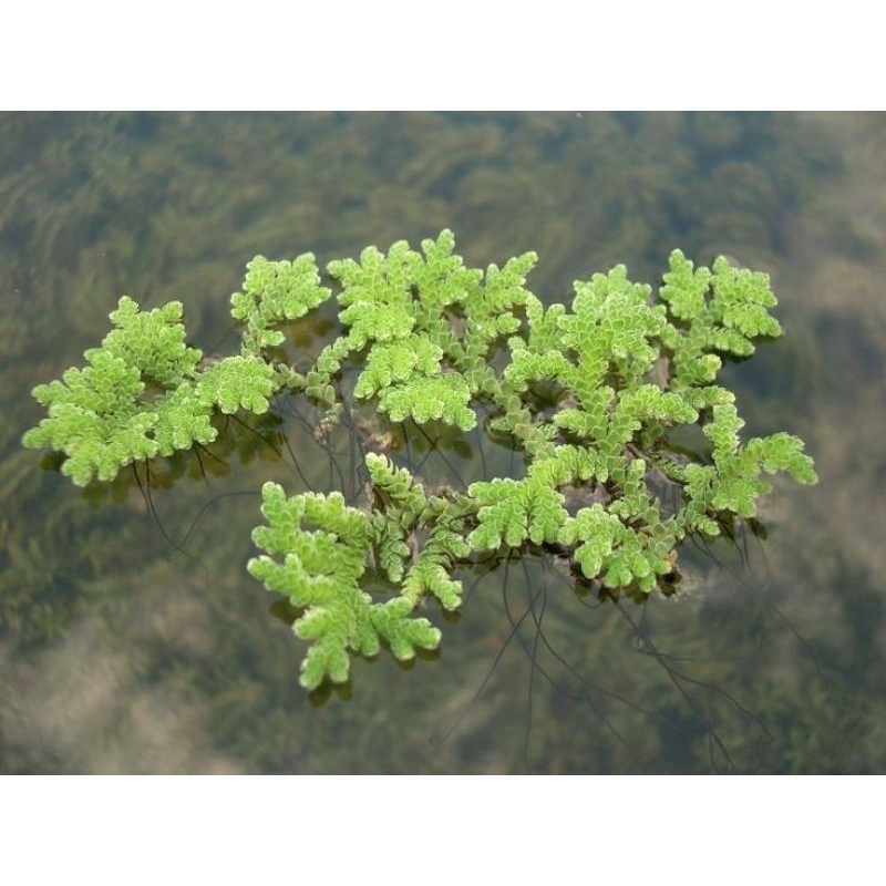 Azolla microphylla per cup (BELI 4 GRATIS 1) Azola tanaman pakan organik tinggi protein tanaman apun