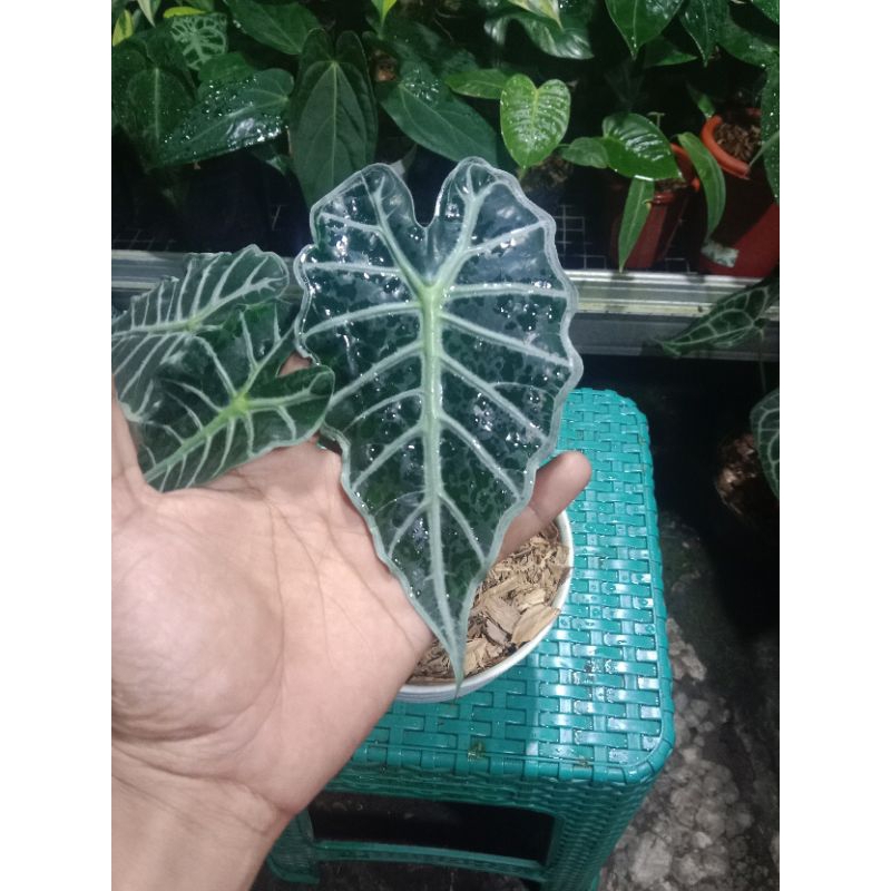 alocasia parasol mini