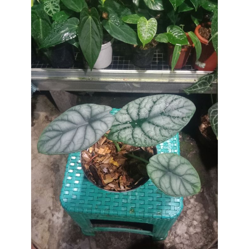 alocasia dragon moon