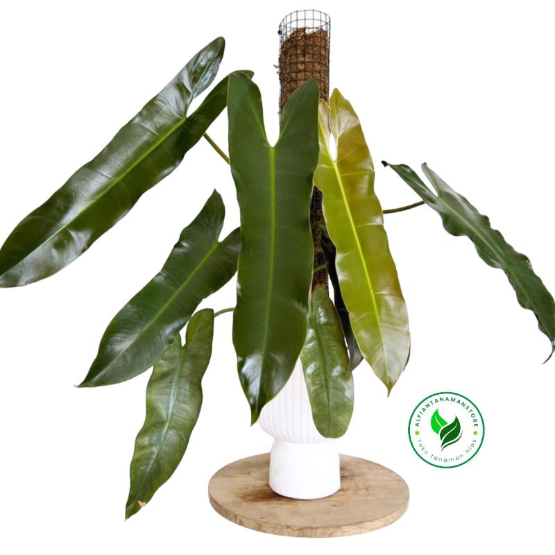 [BISA COD] Tanaman Hias Philodendron Atabapoense - Philodendron Atabapoense - Tanaman hias Philo