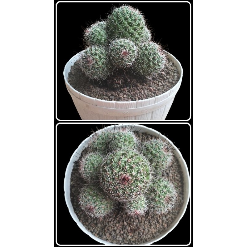 kaktus mamilaria kail pancing jumbo cluster/kaktus koleksi/kaktus jumbo