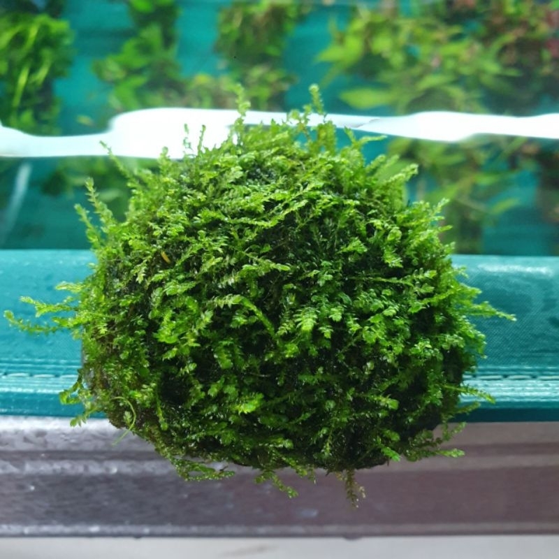 Batu Moss Weeping Mini - Ornamen Tanaman Hiasan Aquarium Aquascape