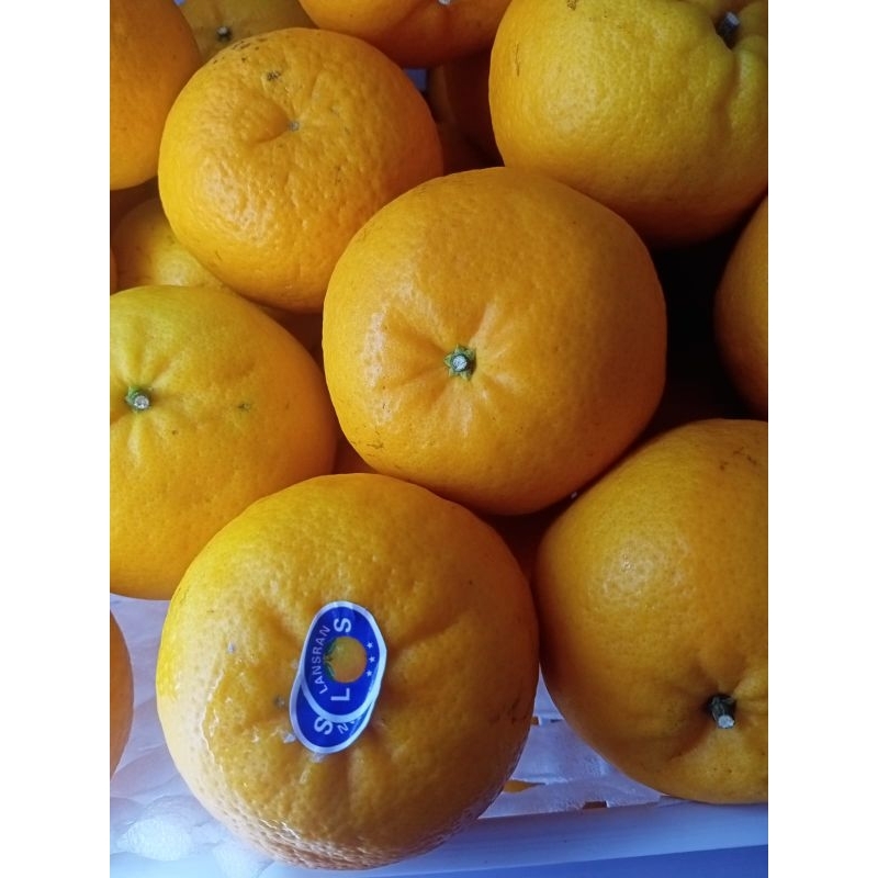 

Jeruk Mandarin 1 kilo 65 ribu