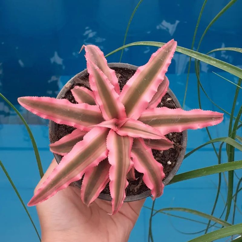 Tanaman hias cryptanthus coklat pink / Bromelia cryptanthus biviitatus