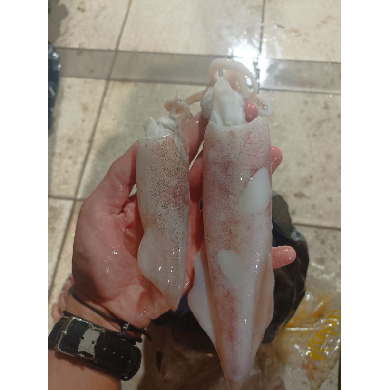 

CUMI FRESH FROZEN 1KG isi 6-7ekor