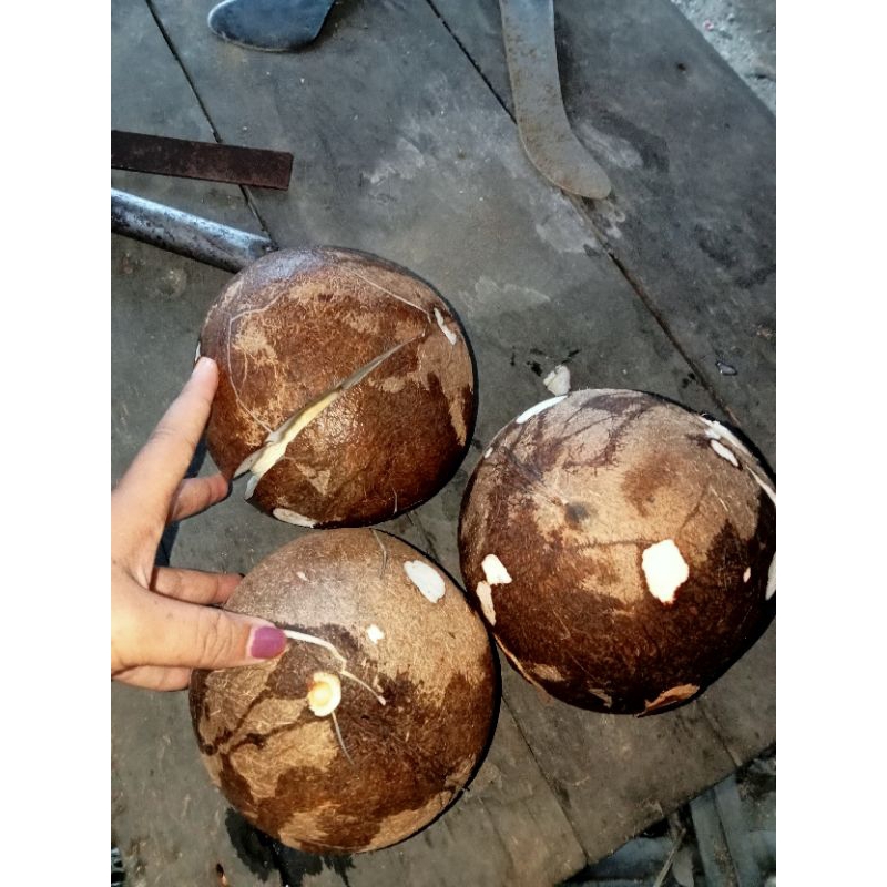

kelapa tuaa