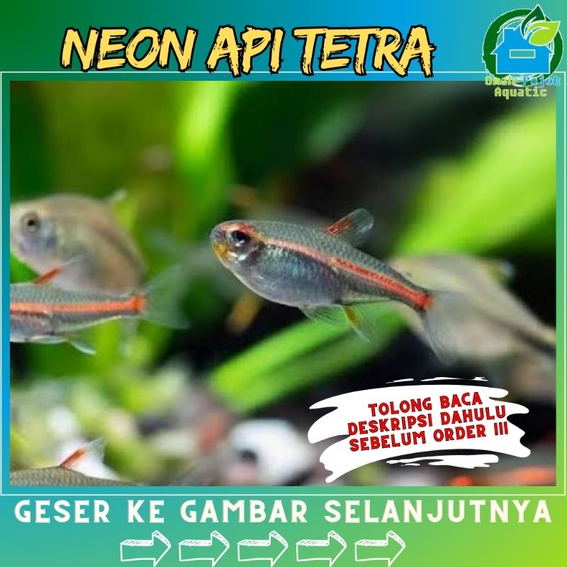 

√ jual neon APl