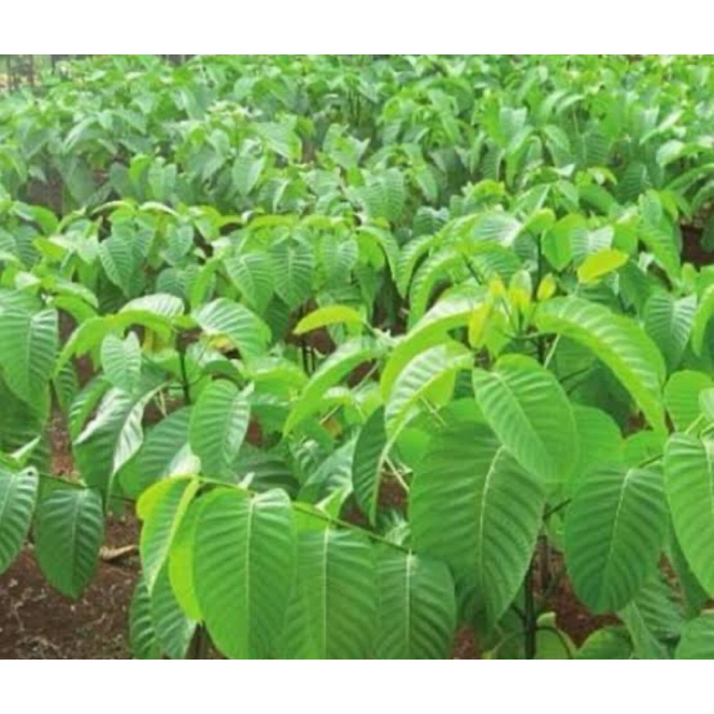 

Daun kayu jabon / daun jabon fresh-az
