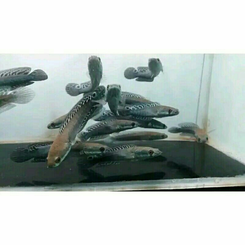 SUPER MARU YS BATIK 8-10 CM SORTIRAN