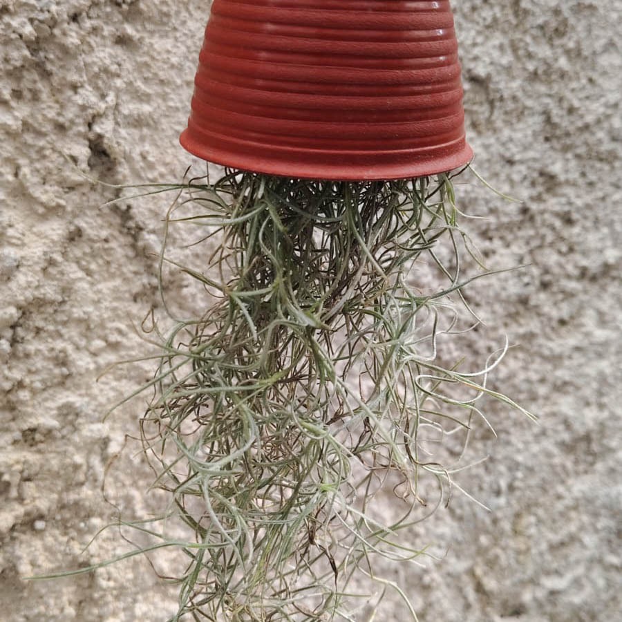 Tanaman hias bunga hias tanaman JENGGOT MUSA POT GANTUNG