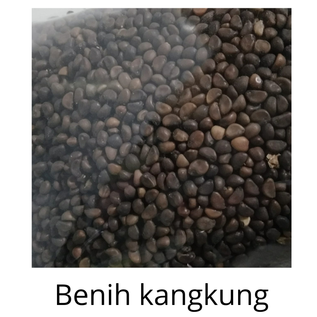BENIH BIBIT KANGKUNG KHUSUS HIDROPONIK