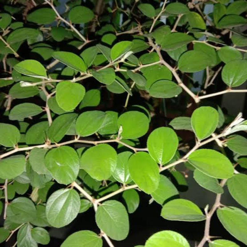 

daun bidara segar dan berkualitas