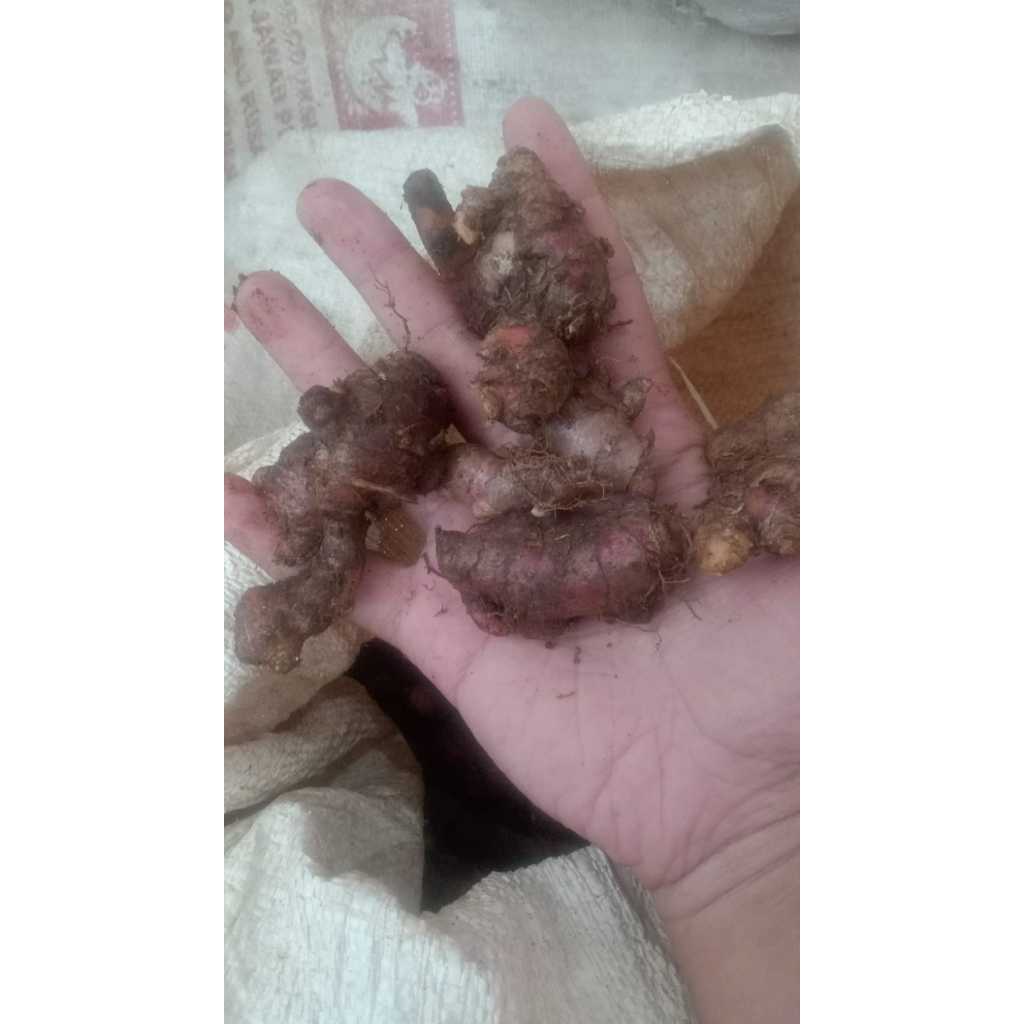 

RB Jahe Merah Kecil Segar 1 Kilogram Ekonomis