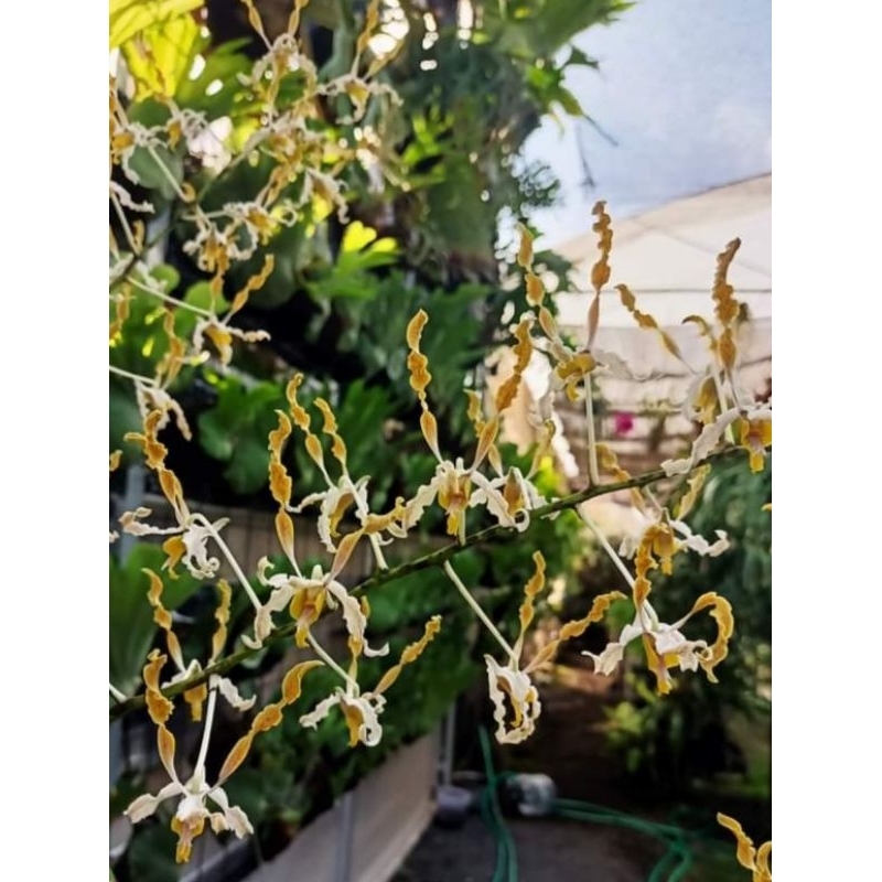 Dendrobium discolor Tanimbar remaja