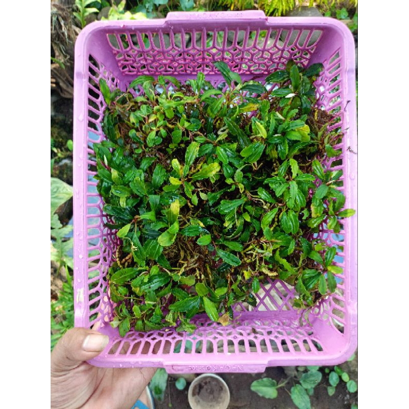 bucephalandra