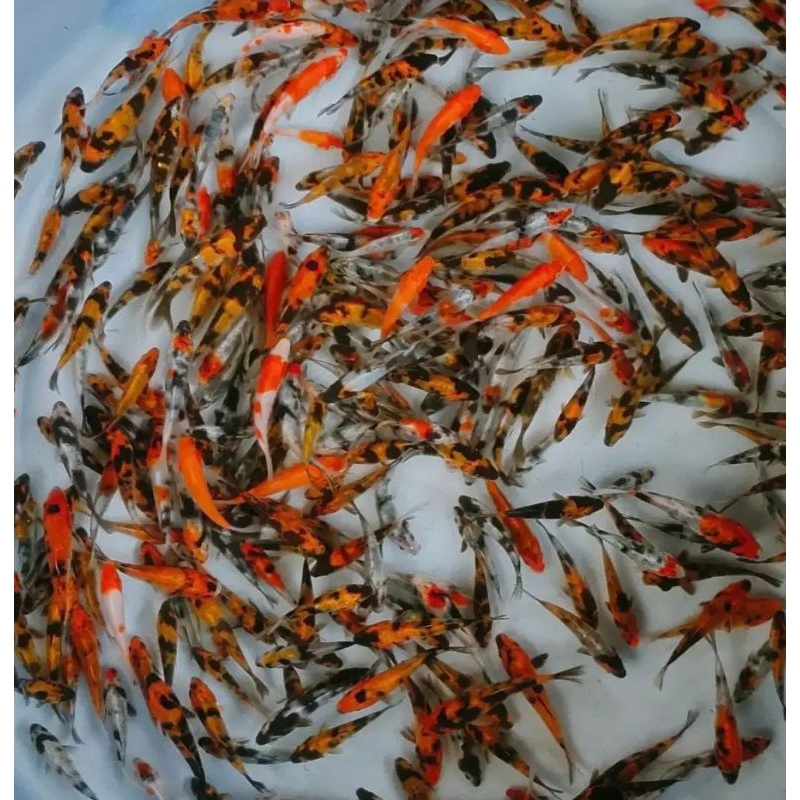 IKAN KOI BIBIT UNGGUL KOI BLITAR 3 EKOR WARNA CERAH