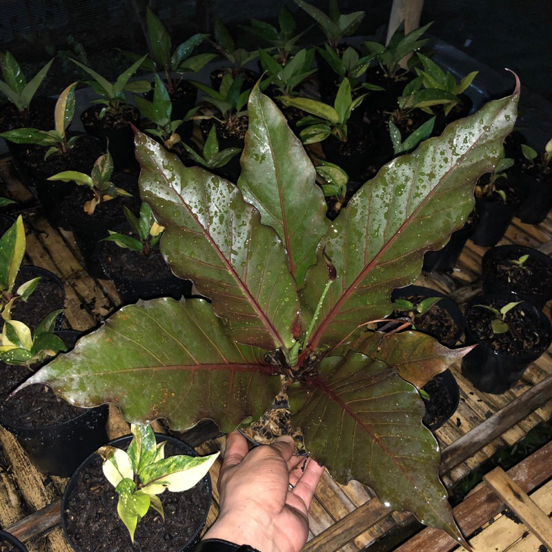 Hokeri Hitam Istimewa Remaja