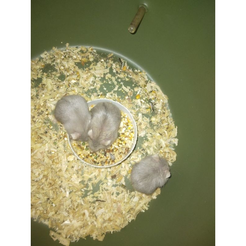 Hamster Lilac Satin