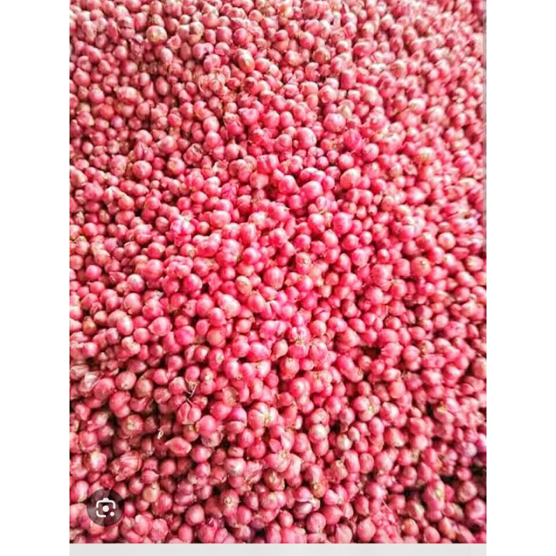 

bawang merah probolinggo besar tanggung isi bersih 1000 gram atau 1 kilo