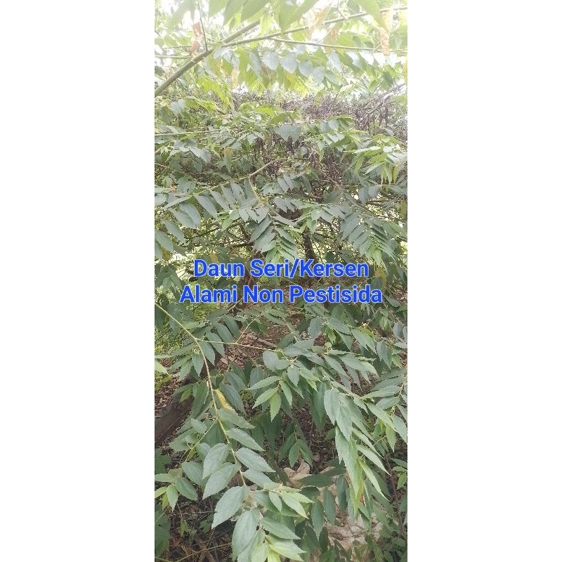 

Daun Seri/Kersen Alami 250gr | Medan | Non Pestisida | Organik | Murni Tidak Ada Batangnya