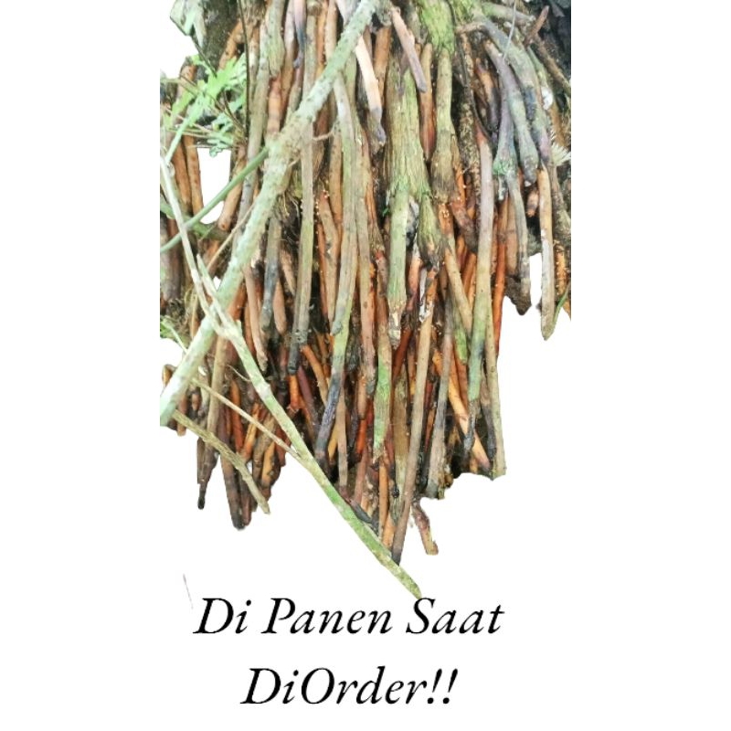 

AKAR POHON PINANG SEGARR/AKAR JAMBE HERBAL ALAMIAH500 GR