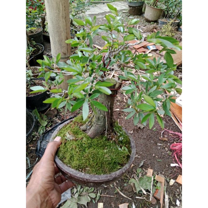 bonsai kaliandra surinamensis
