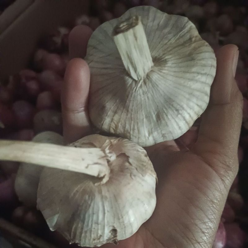 

BAWANG PUTIH