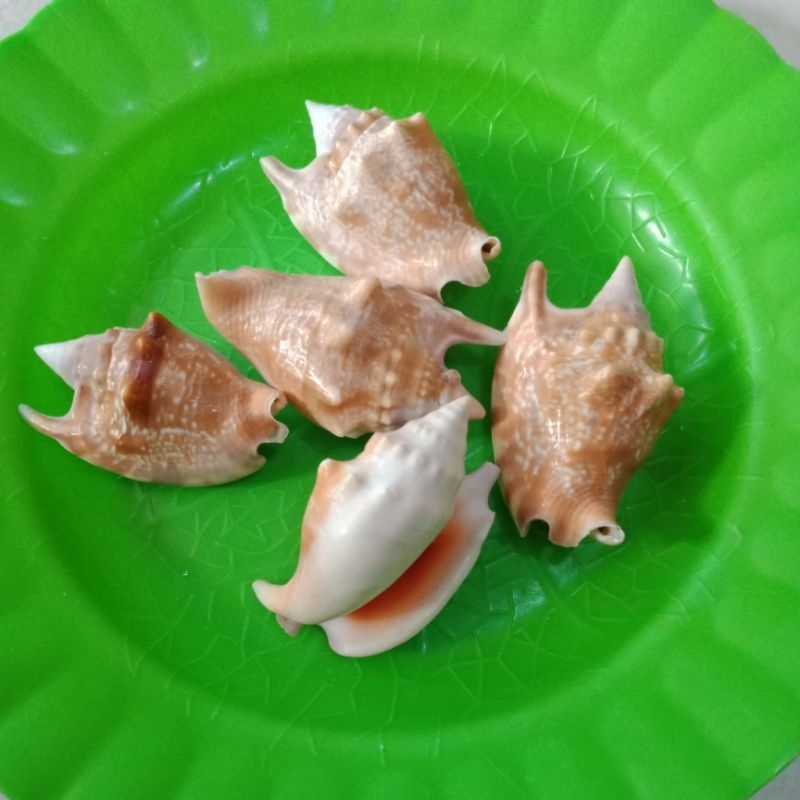 Cangkang siput laut mini lambis -
