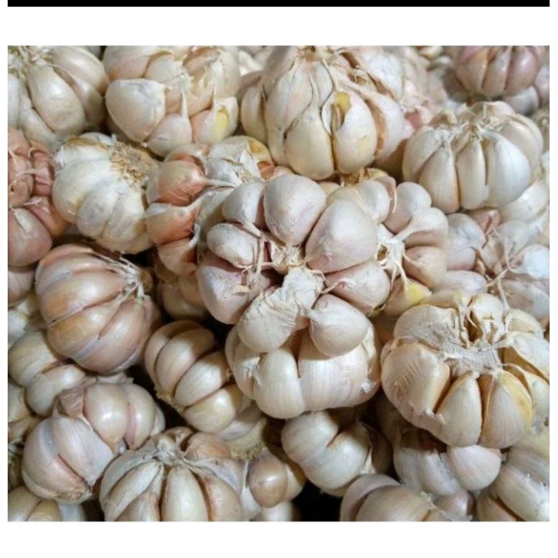 

Bawang Putih Honan/banci 1 kg