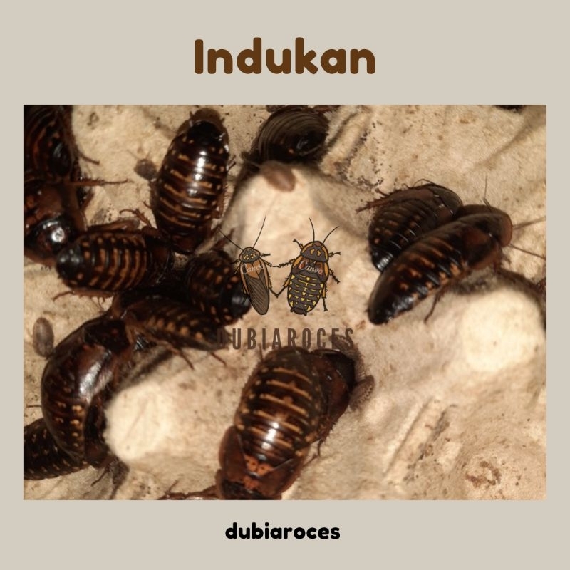 Paket Bisnis Indukan Kecoa Dubia