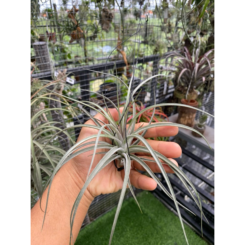 tillandsia houston