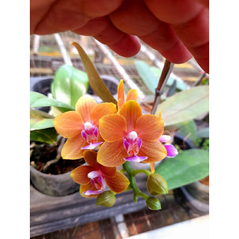 ANGGREK BULAN MINI ORANGE WANGI