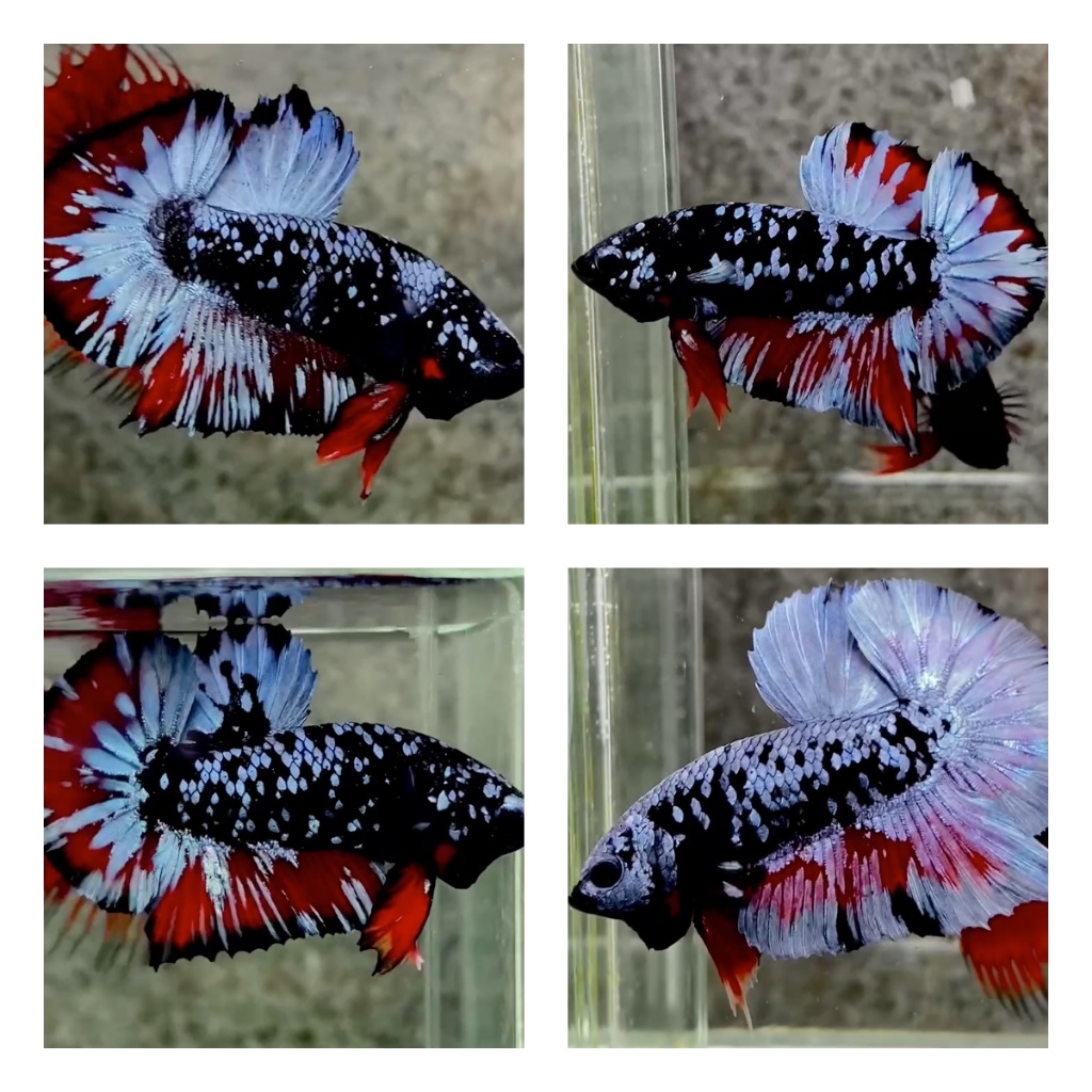 AVATAR GORDON / NEBULA TOP GRADE BEST SELLER