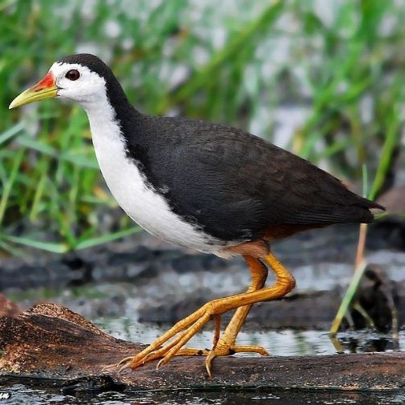 burung ruak ruak hidup