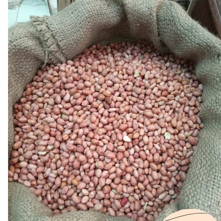 

KACANG TANAH KUALITAS PREMIUM